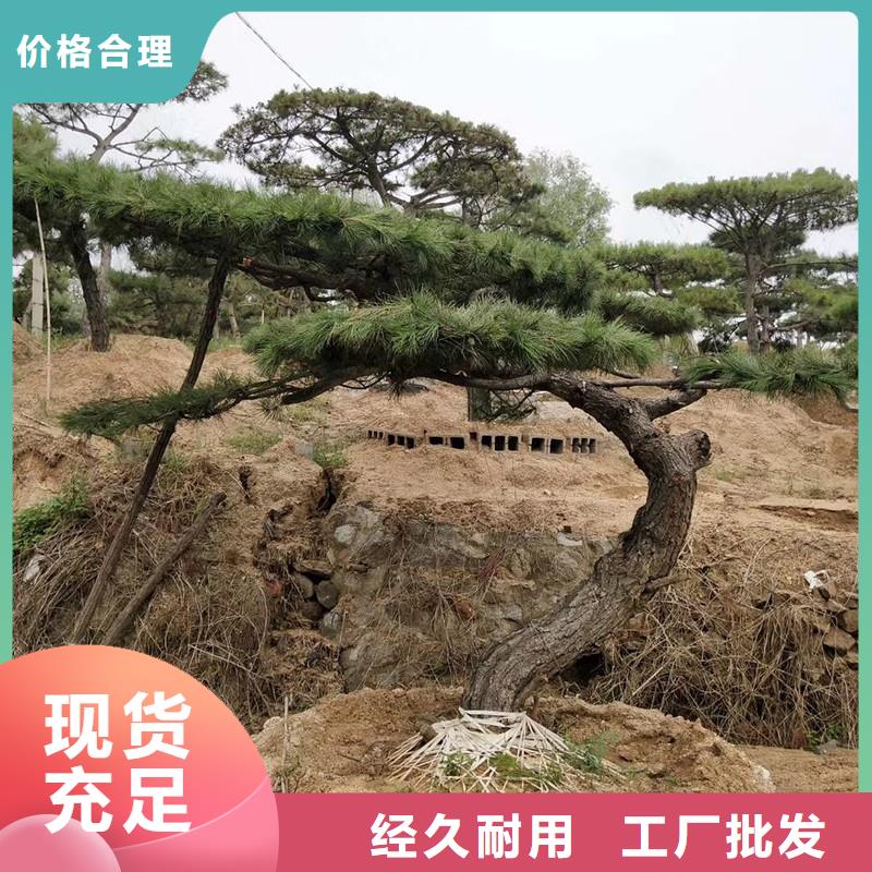 造型松造型池松应用广泛
