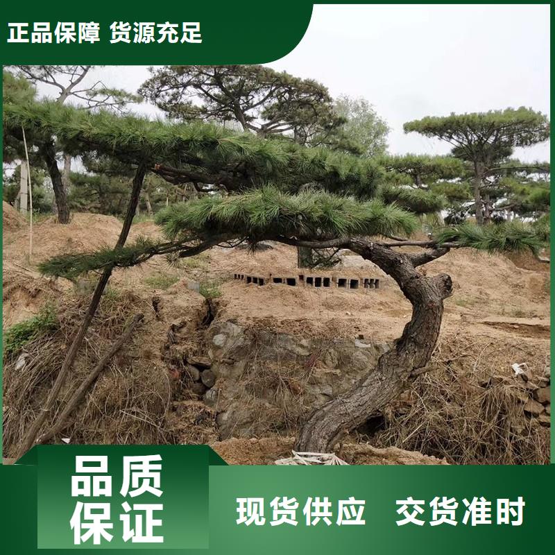 【 造型松现货批发】