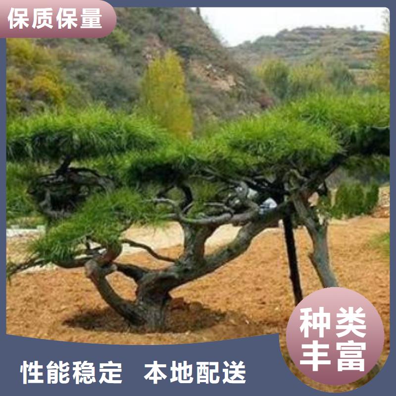 造型松造型油松按需定做