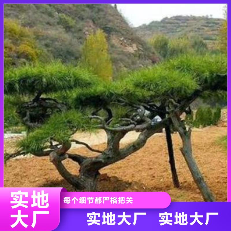 【造型松,奇石敢与同行比价格】