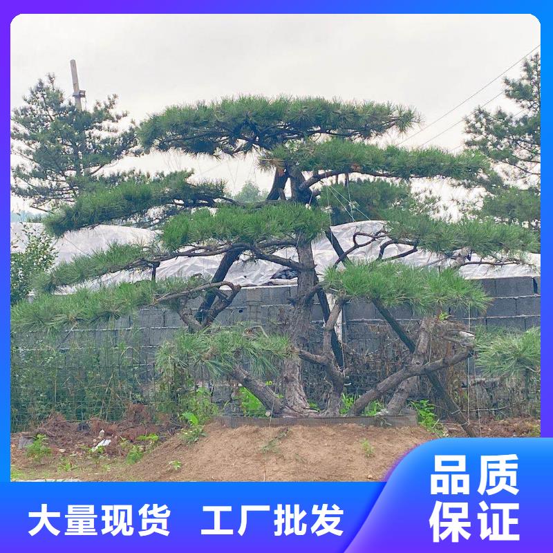 【造型松】_造型黑松出厂严格质检