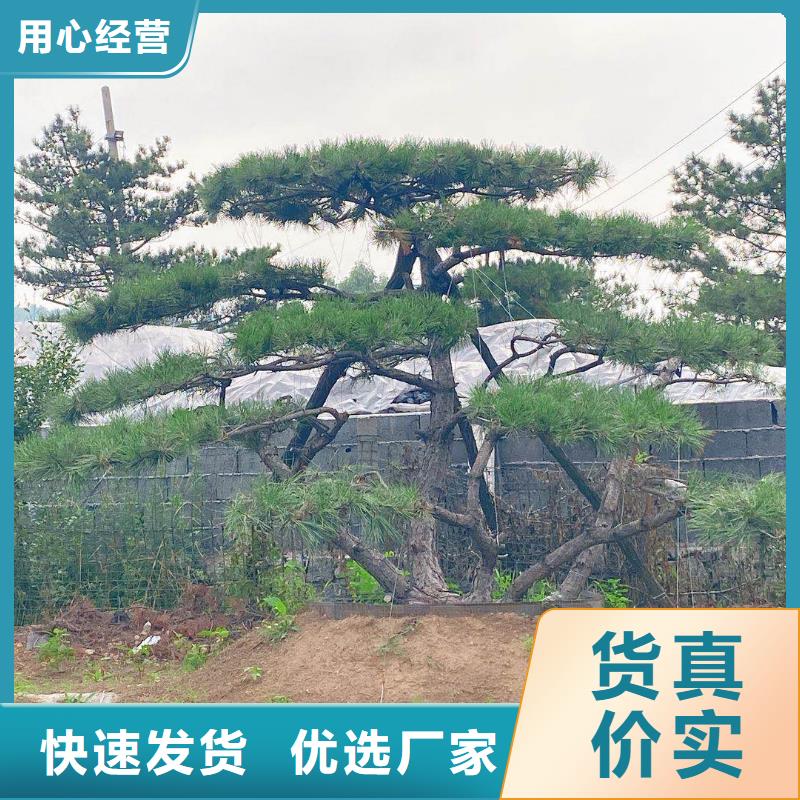  造型松24小时下单发货