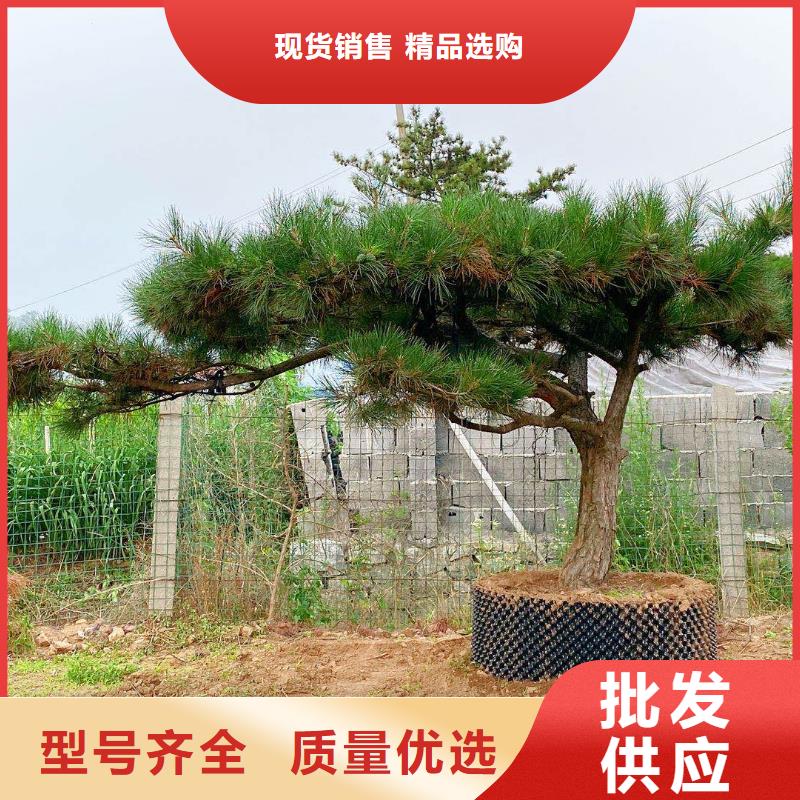 造型松造型油松款式新颖