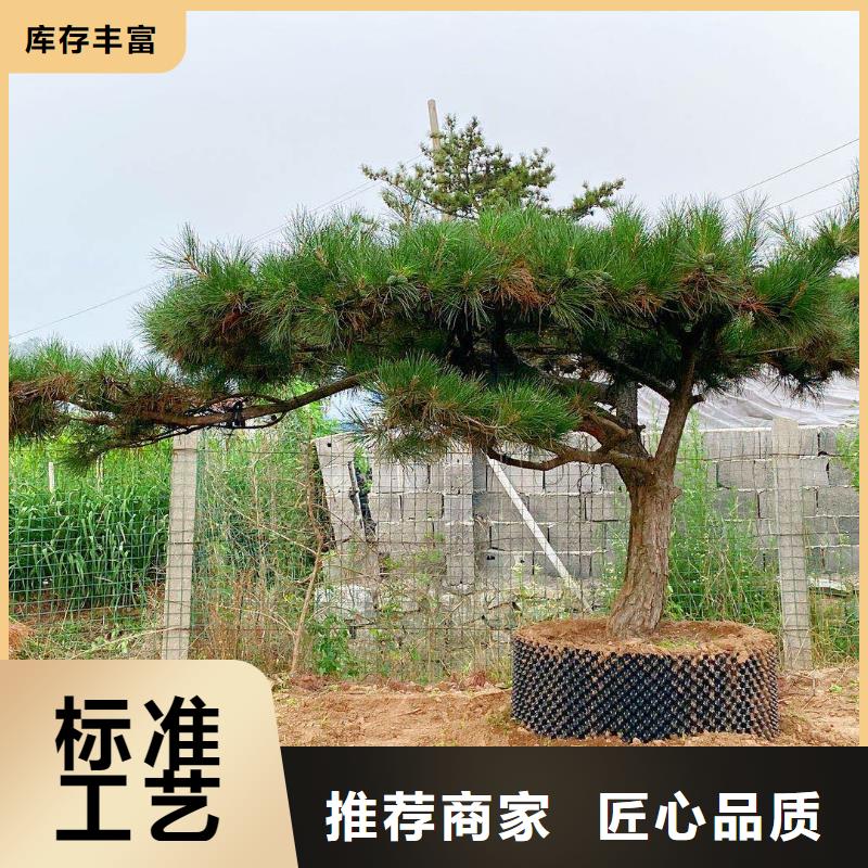 【 造型松实力优品】