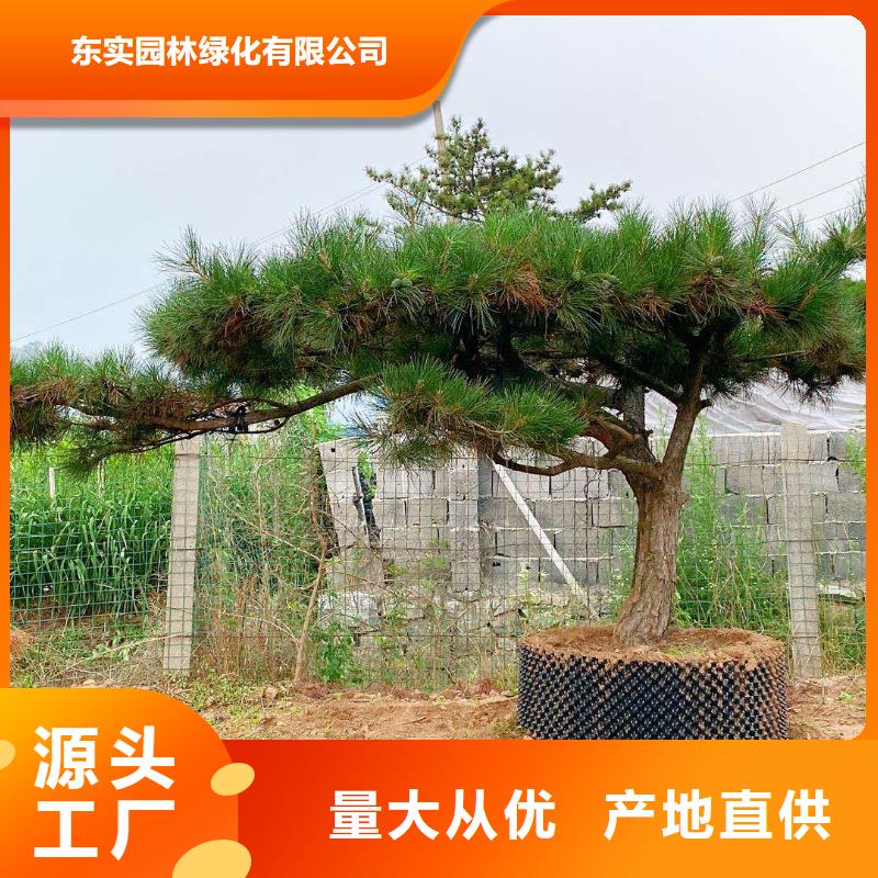 造型松-造型油松优良工艺