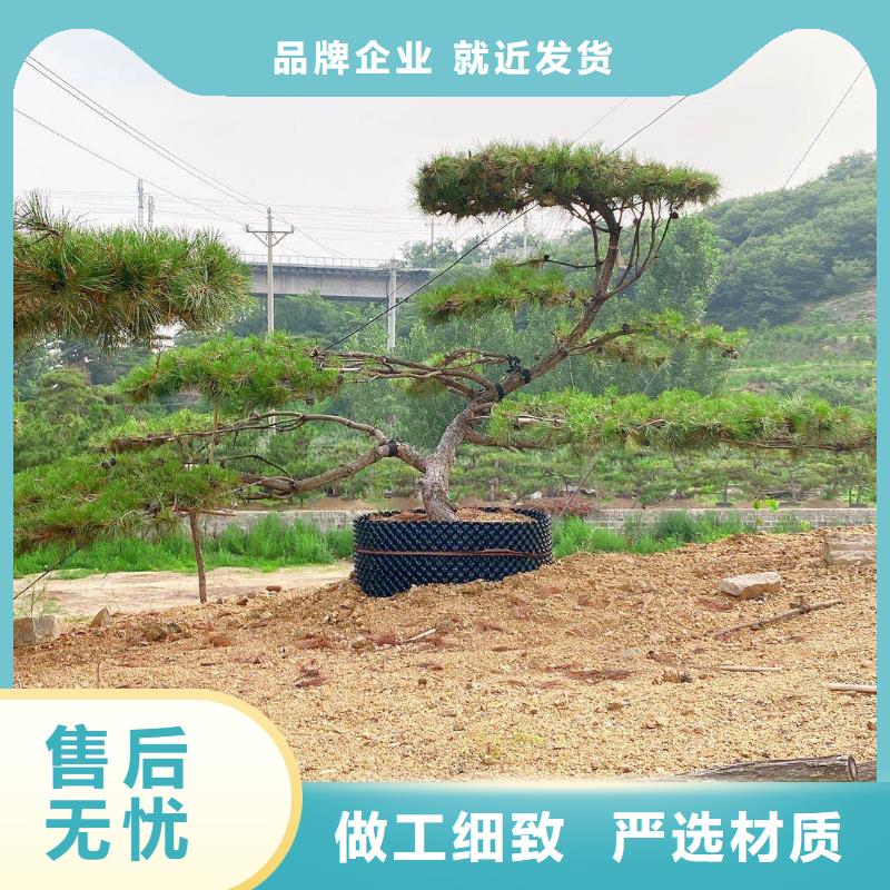 造型松-迎客松产地批发