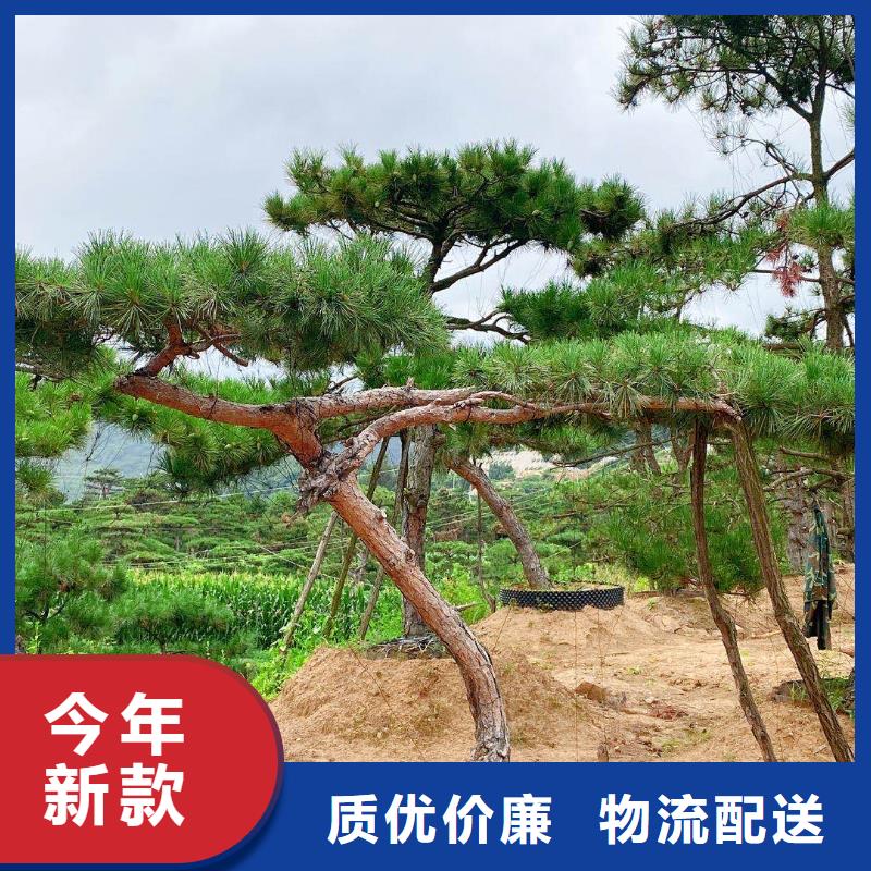 造型松奇石核心技术