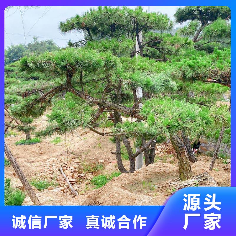  造型松销售的是诚信