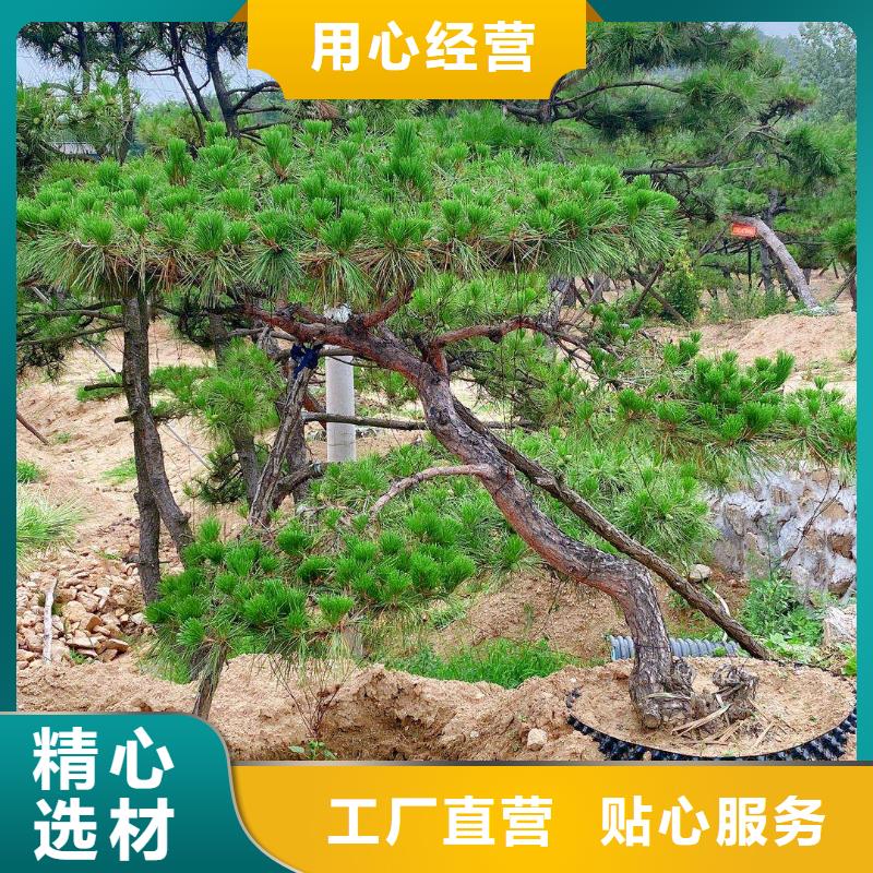 【 造型松_造型松价格质量不佳尽管来找我】-服务范围包括果洛|西宁|黄南|玉树等