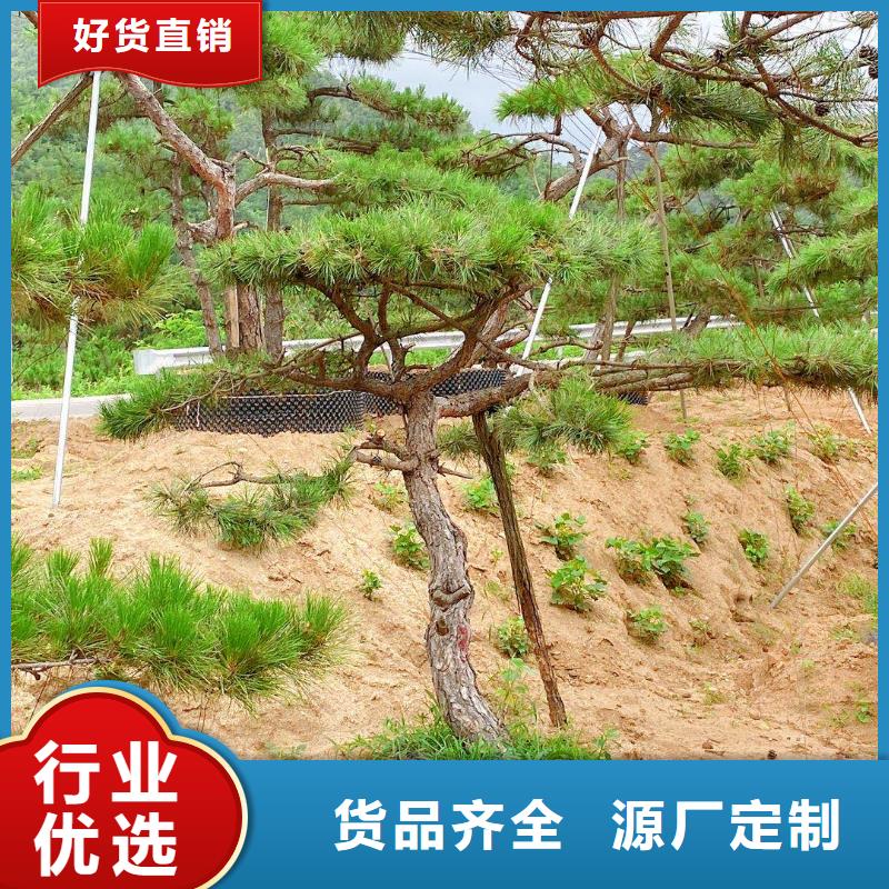  造型松质量优价格低