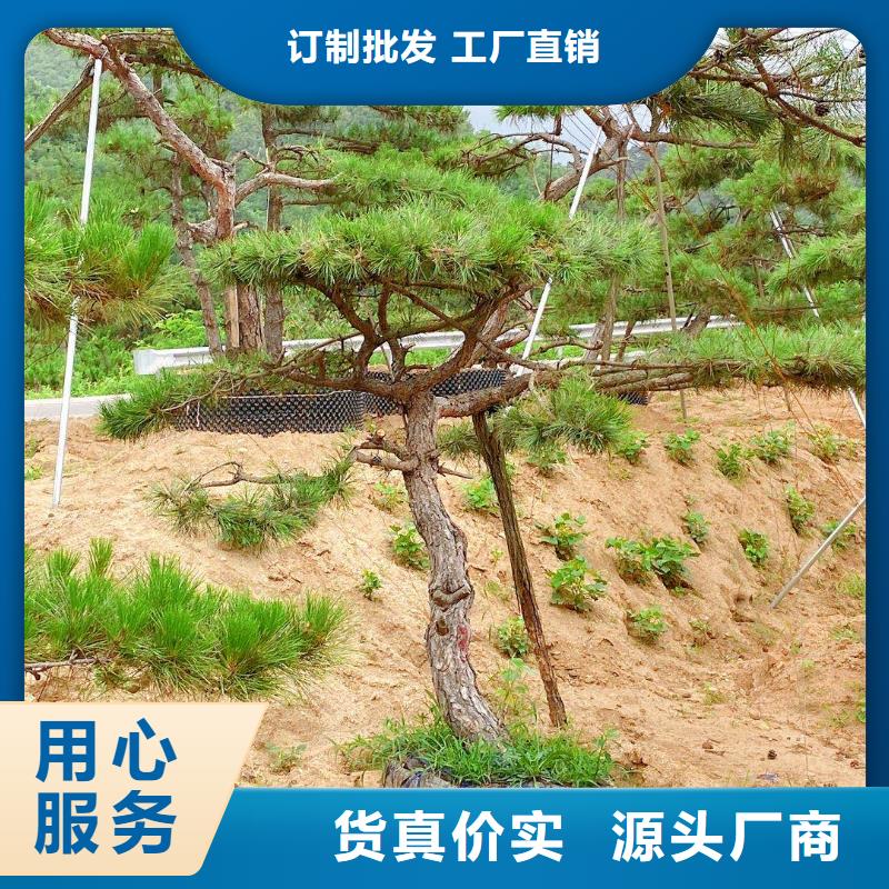 造型松视频-造型松|广东省肇庆市|德庆|广宁|珠海|江门|梅州|佛山|广州|湛江