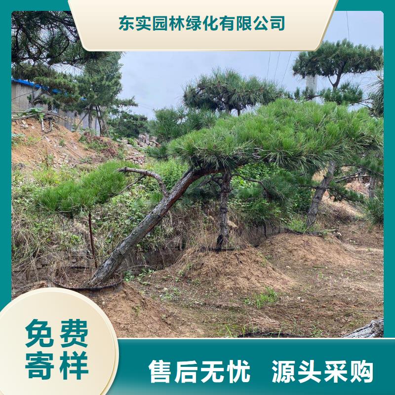 造型松造型油松原料层层筛选