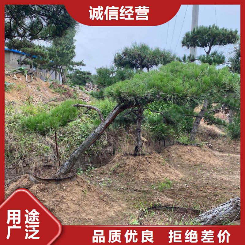造型松迎客松设计合理