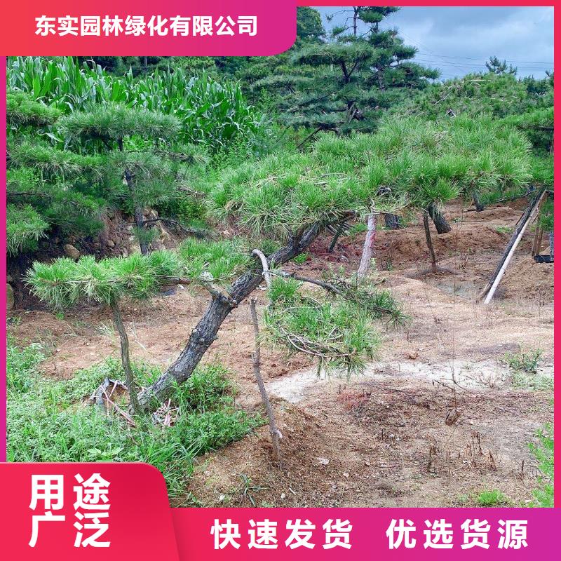 造型松-迎客松产地批发