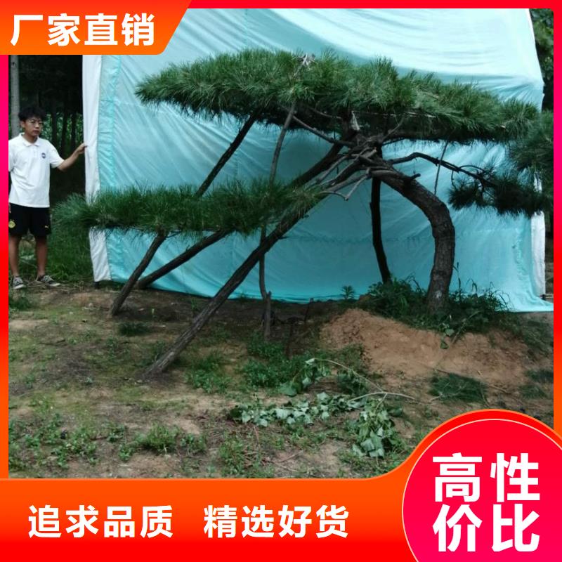 造型松,迎客松一手货源源头厂家