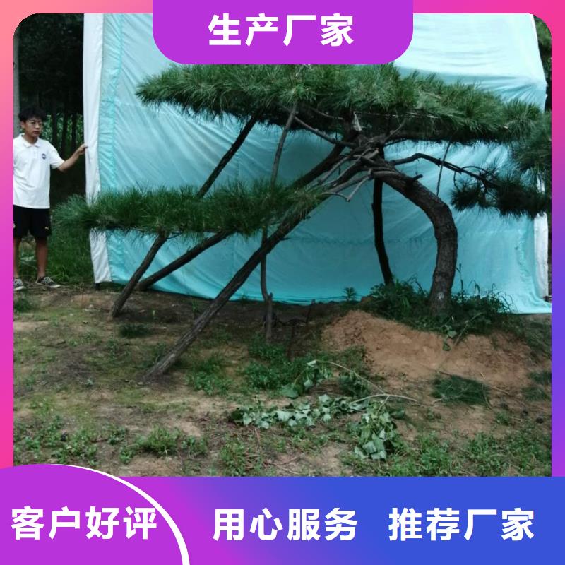  造型松精品优选