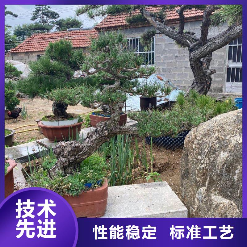 造型松视频-海南|果洛|海西|黄南|玉树|海北|西宁东实造型松_ 东实园林绿化(海东市分公司)