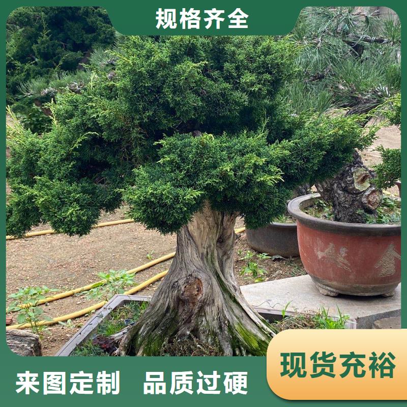 造型松,造型池松品牌专营