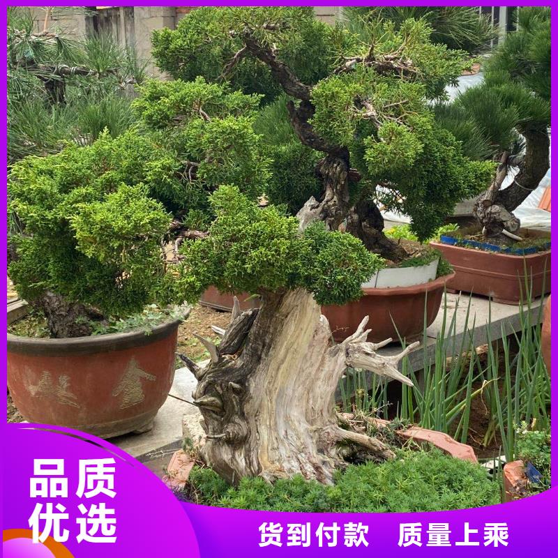 【造型松】盆景现货充足