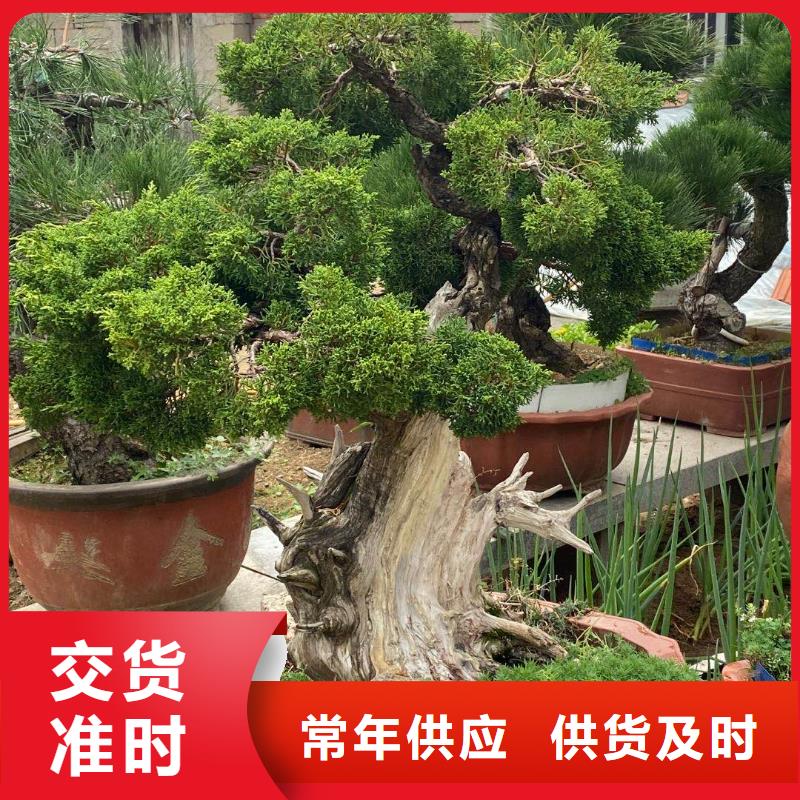 【造型松】造型池松规格齐全实力厂家