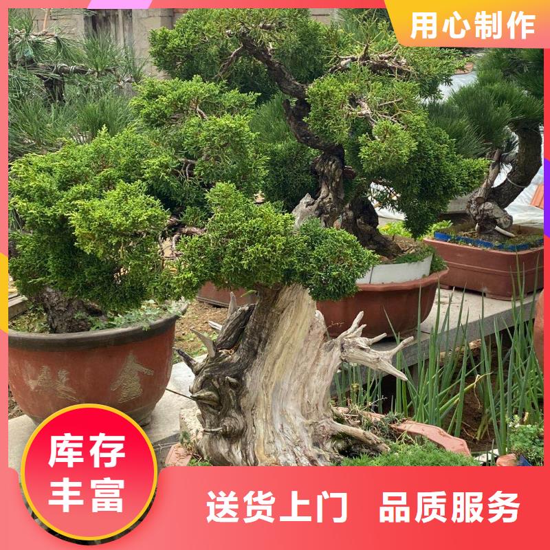  造型松注重细节