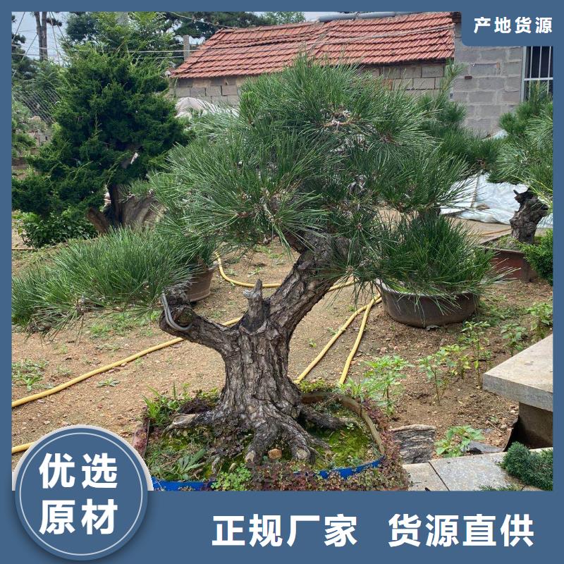 造型松造型池松适用范围广