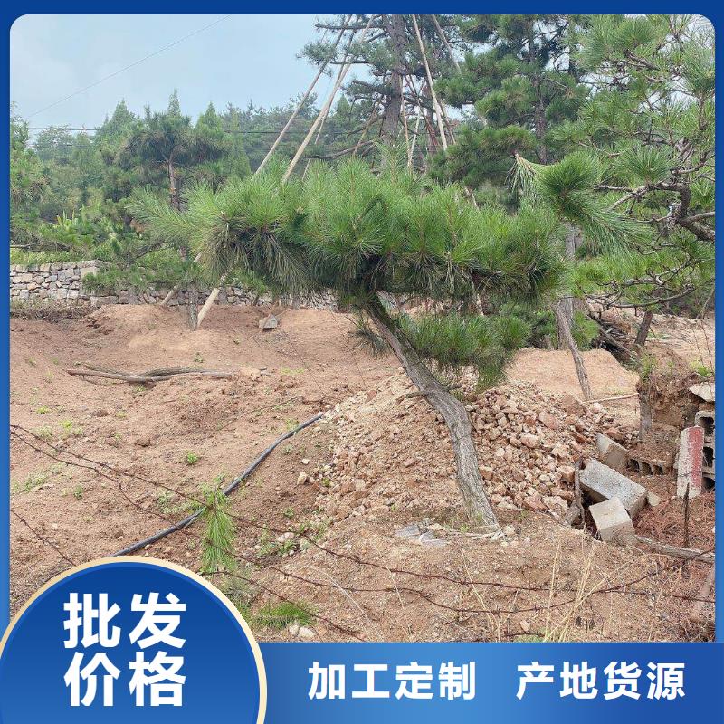  造型松优良材质