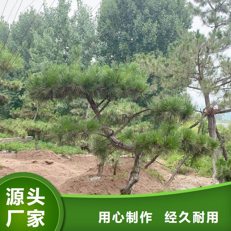造型松_【造型松价格】海量货源