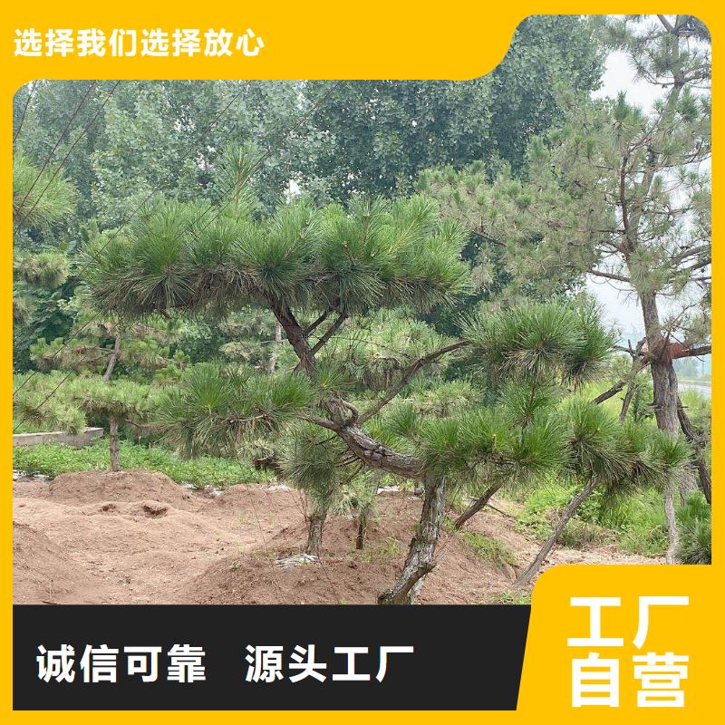 造型松_造型松基地让客户买的放心