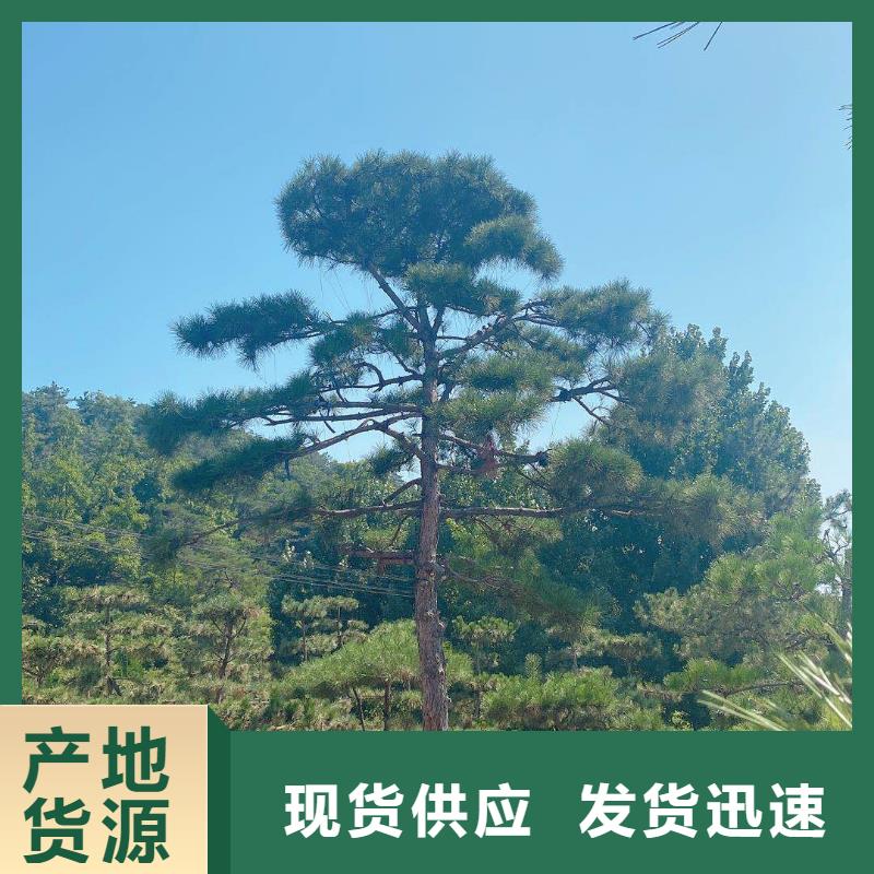 造型松奇石物流配送