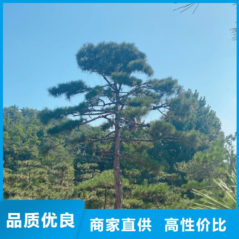 造型松黑松规格齐全实力厂家