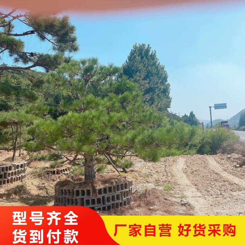 造型松造型油松按需定做