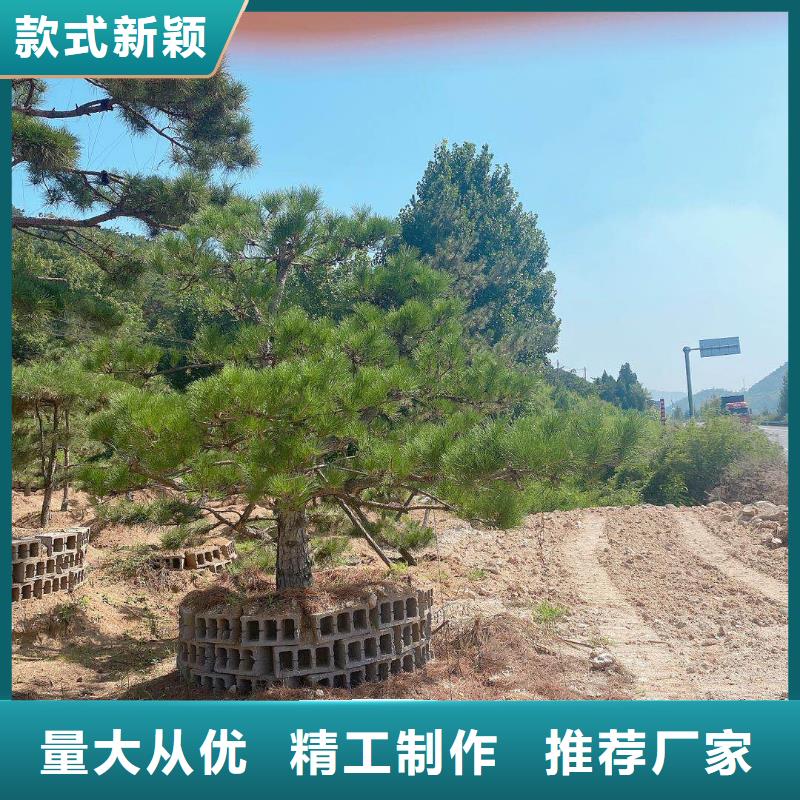  造型松您想要的我们都有