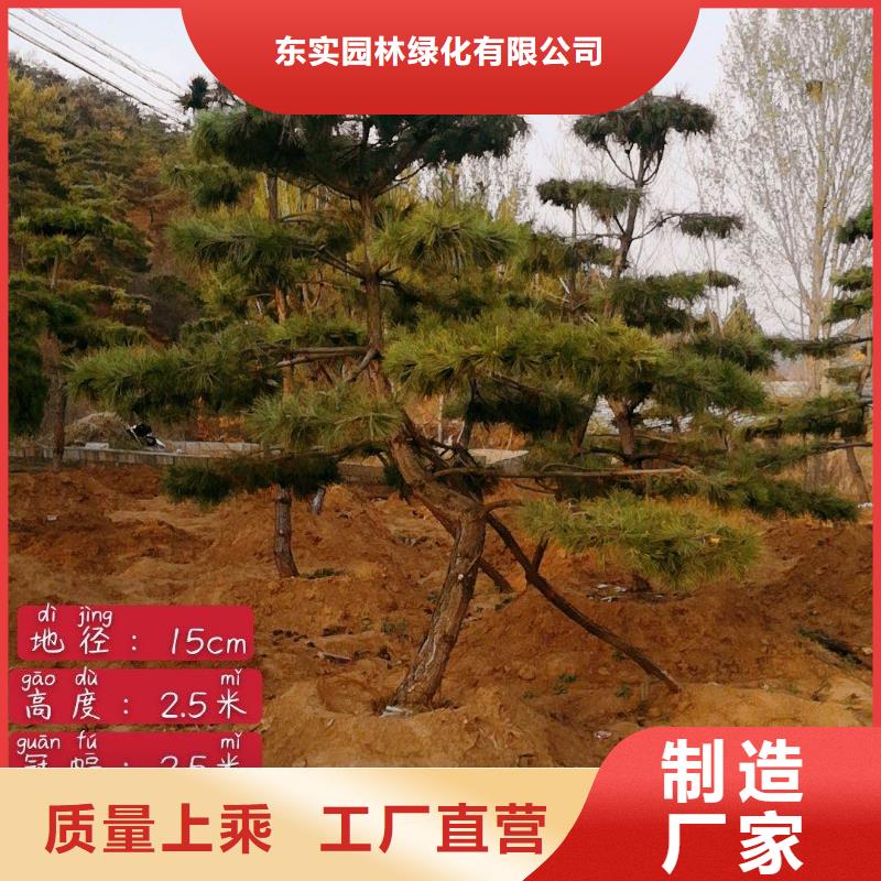 造型松造型油松多年经验值得信赖