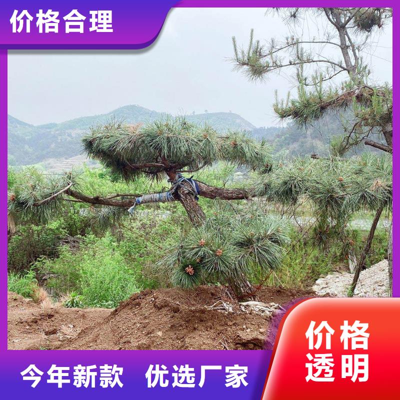 造型松,迎客松现货采购