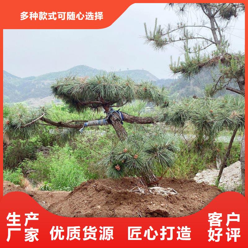  造型松资质认证