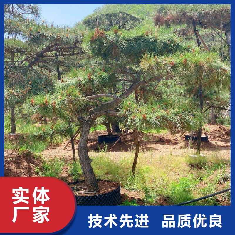 造型松,平顶松质量好