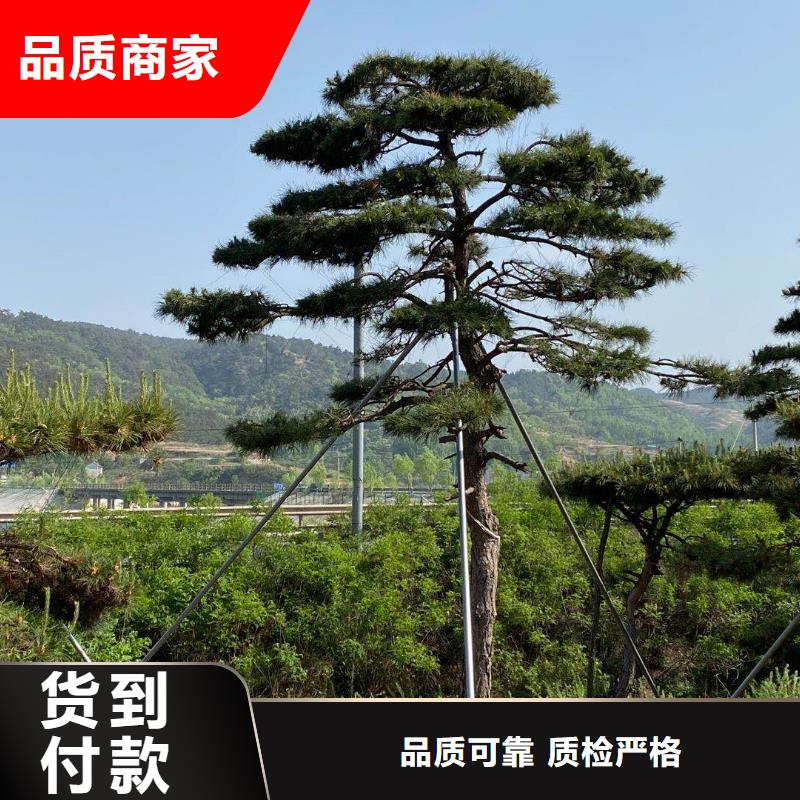 造型松造型油松按需定做