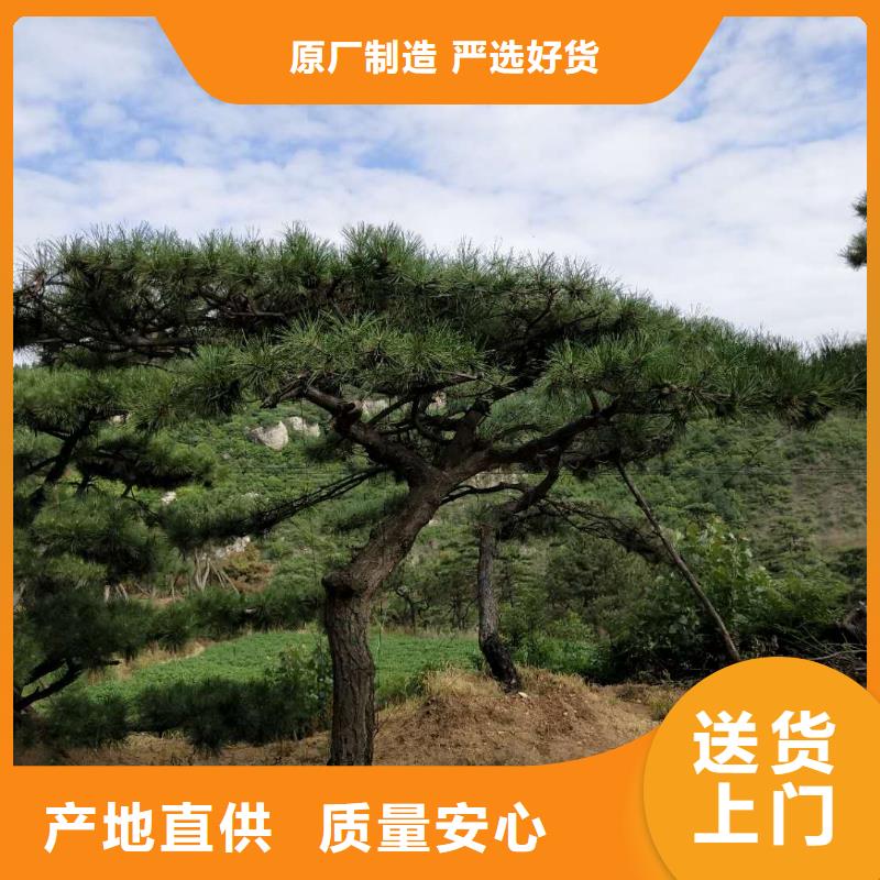  造型松质量优价格低