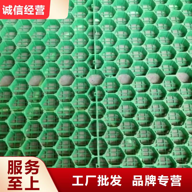 【植草格】 毛细排水板好品质售后无忧同城供应商