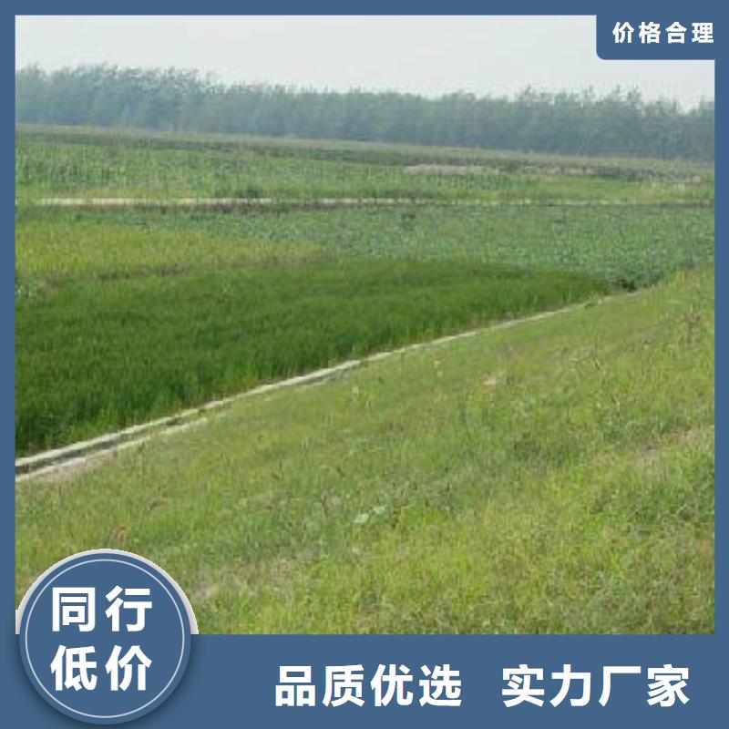 三维植被网钢塑土工格栅供应采购