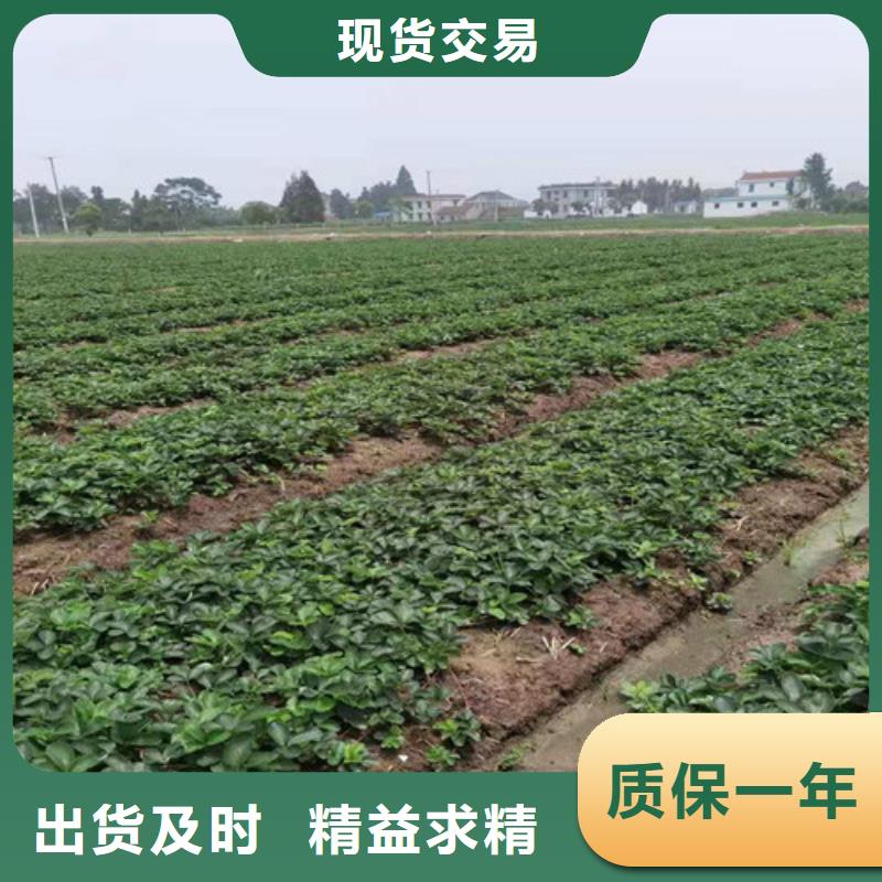 梨树苗视频-梨树苗|西宁市|湟中|湟源|海北|海东|黄南|玉树