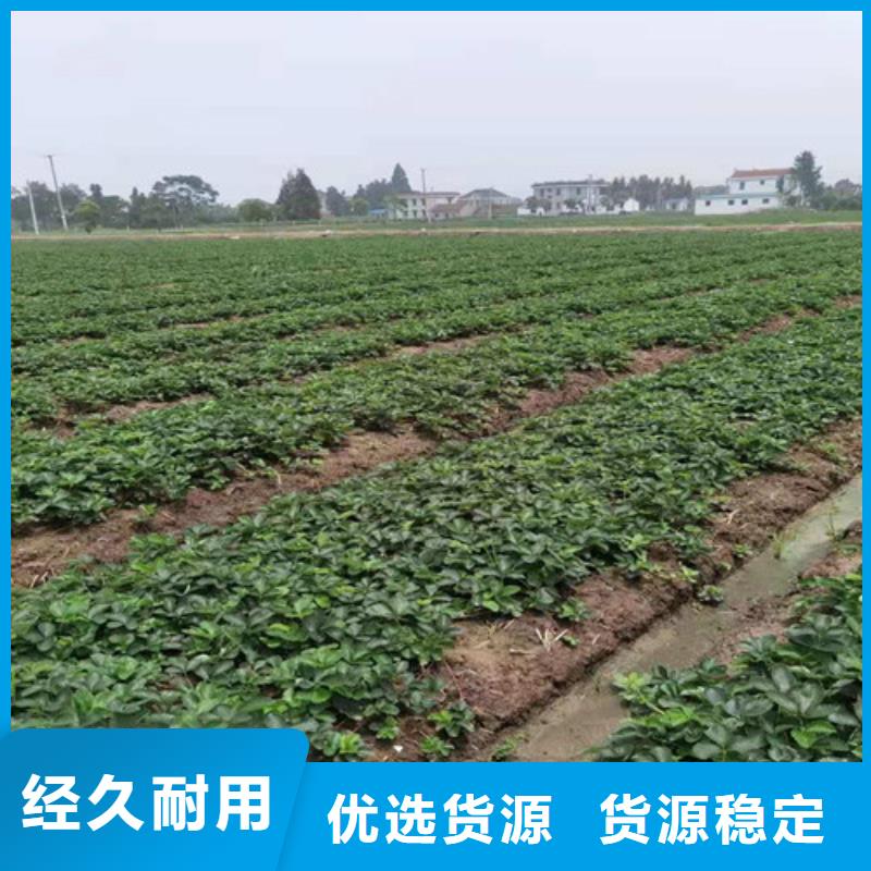 草莓苗翠冠梨苗颜色尺寸款式定制