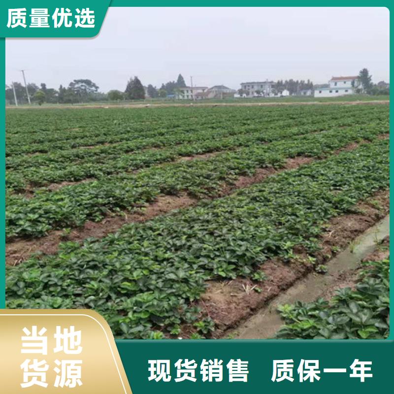 草莓苗,猕猴桃苗价格透明
