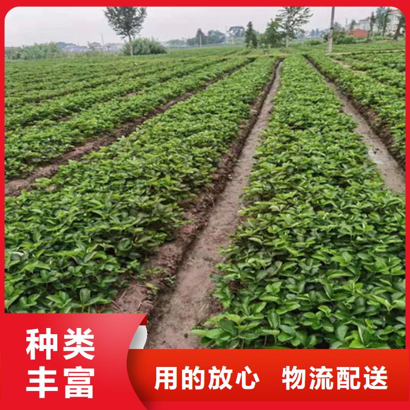 梨树苗视频-陕西省铜川市|王益|宜君|汉中|宝鸡|商洛|榆林|咸阳|延安梨树苗-兴业