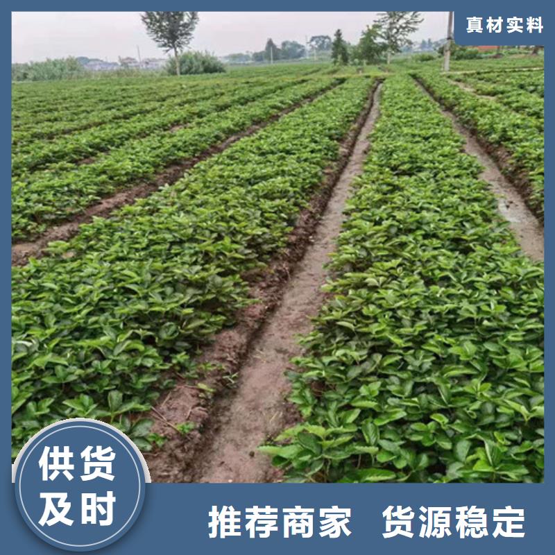 草莓苗葡萄苗诚信经营