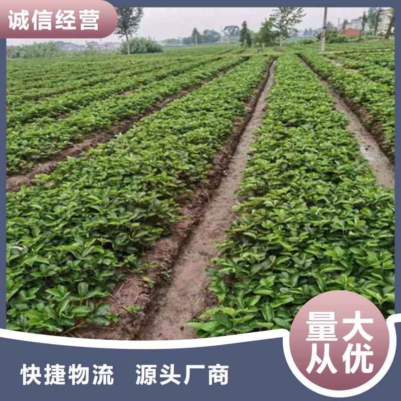 草莓苗-苹果苗粘木实体厂家