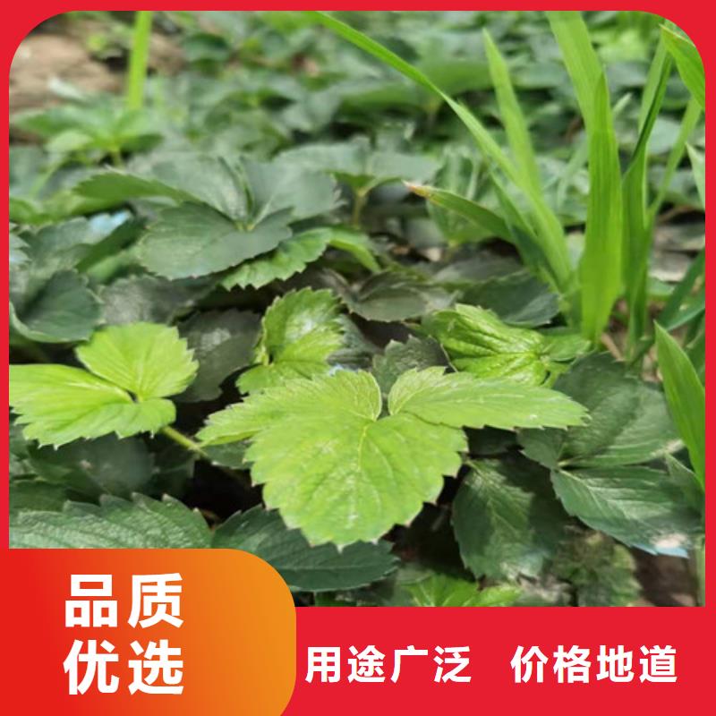 梨树苗视频-梨树苗|北京市|石景山|海淀|延庆|西城
