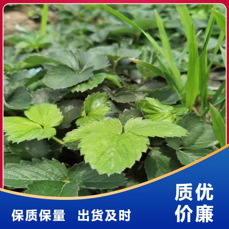 草莓苗梨树苗品质卓越