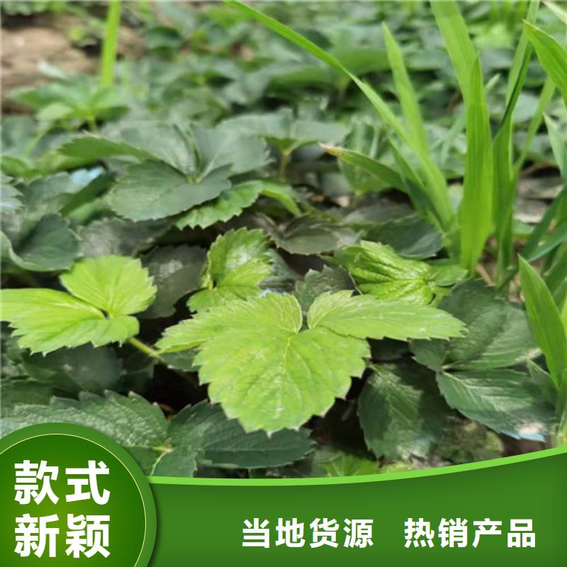 草莓苗樱桃苗每一处都是匠心制作